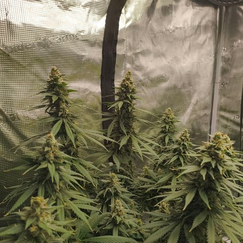 Gorilla Cookies   growlog timeline photo