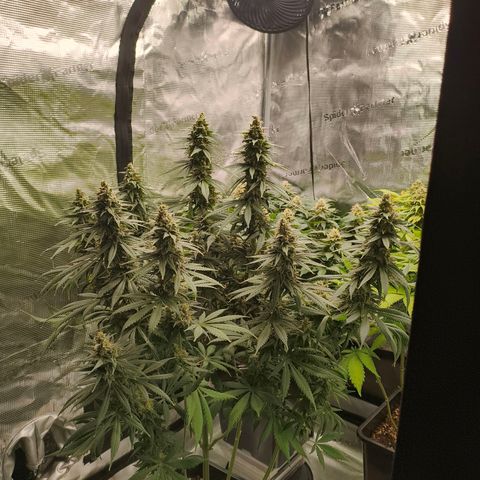 Gorilla Cookies   growlog timeline photo