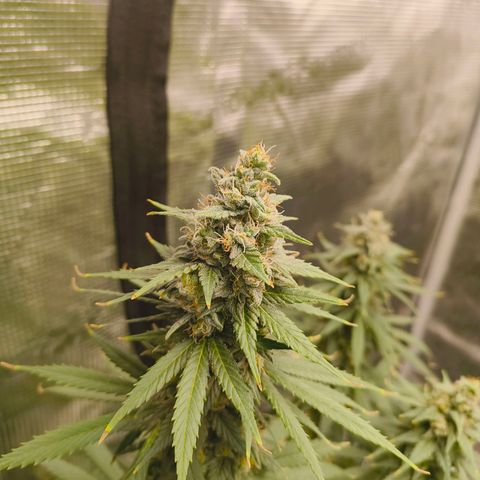 Gorilla Cookies   growlog timeline photo