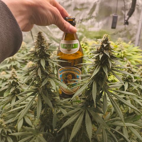 Gorilla Cookies   growlog timeline photo