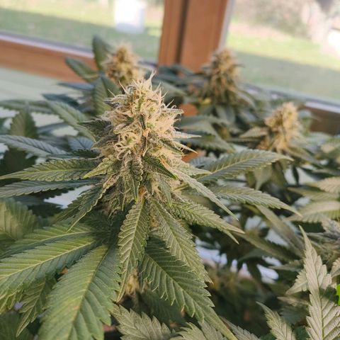 Future #1 #2 growlog timeline photo