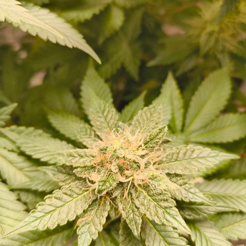 Future #1 #2 growlog timeline photo