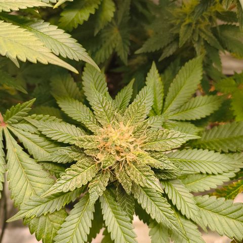 Future #1 #2 growlog timeline photo