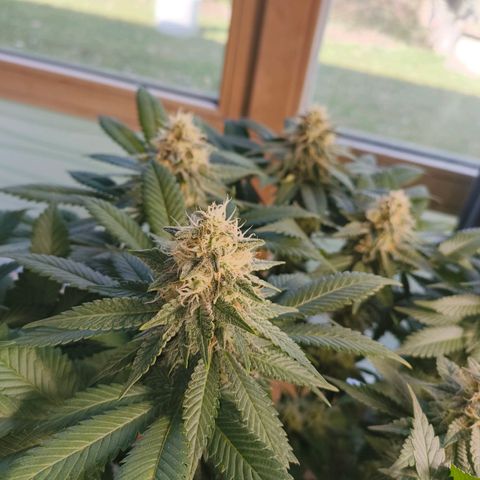 Future #1 #2 growlog timeline photo