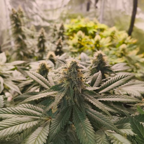 Future #1 #2 growlog timeline photo