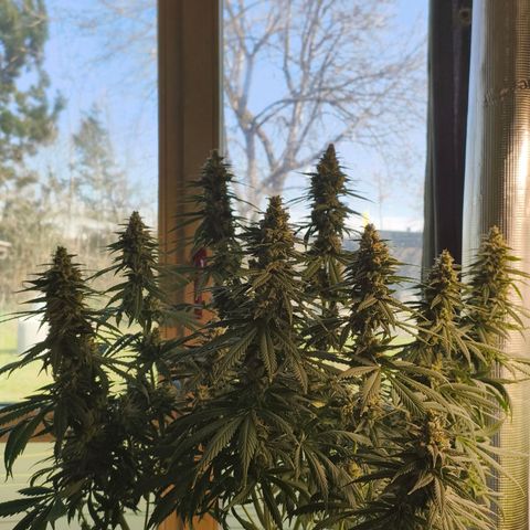 Gorilla Cookies   growlog timeline photo