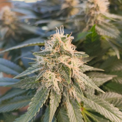 Future #1 #2 growlog timeline photo