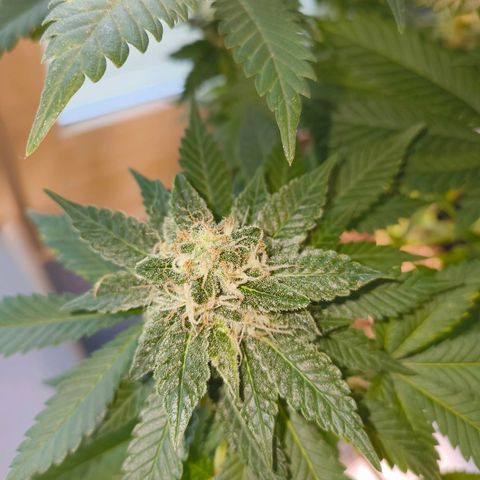 Future #1 #2 growlog timeline photo