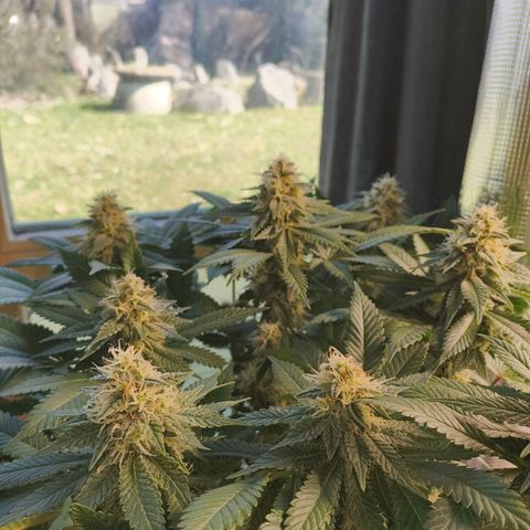 Future #1 #2 growlog timeline photo