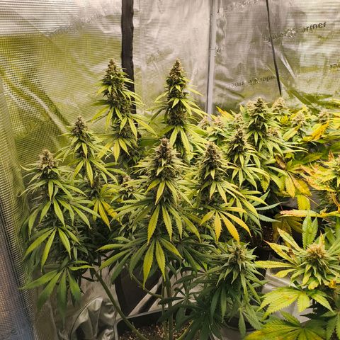 Gorilla Cookies   growlog timeline photo