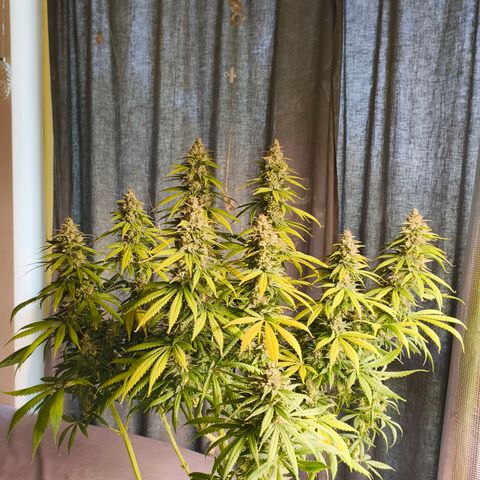 Gorilla Cookies   growlog timeline photo