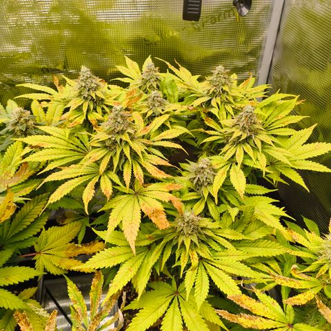 ? growlog timeline photo