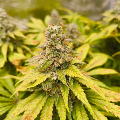 ? growlog timeline photo