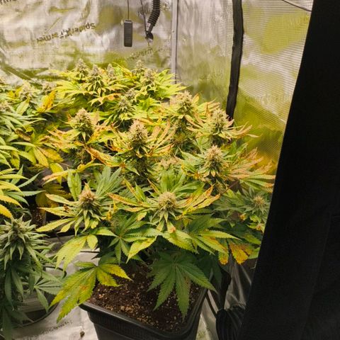 Future #1 #1 growlog timeline photo