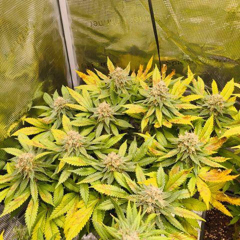 Future #1 #2 growlog timeline photo