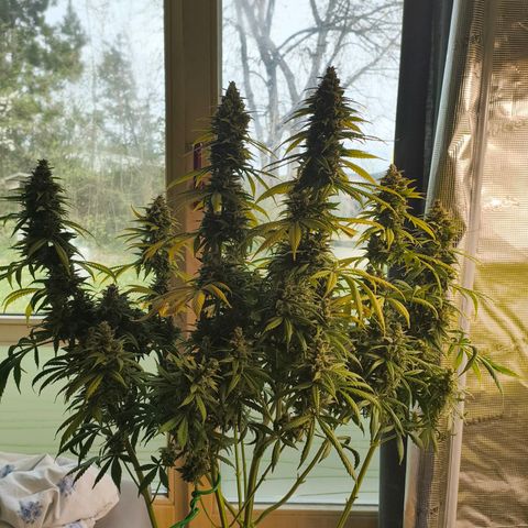 Gorilla Cookies   growlog timeline photo