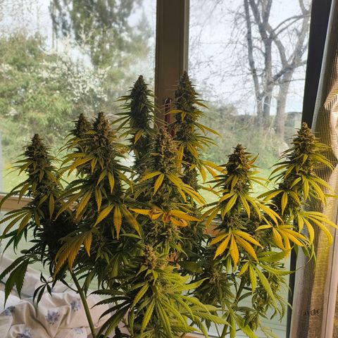 Gorilla Cookies   growlog timeline photo