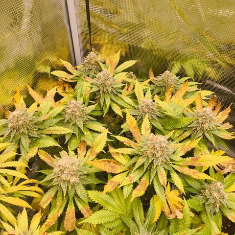 ? growlog timeline photo