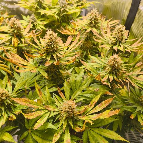 Future #1 #1 growlog timeline photo