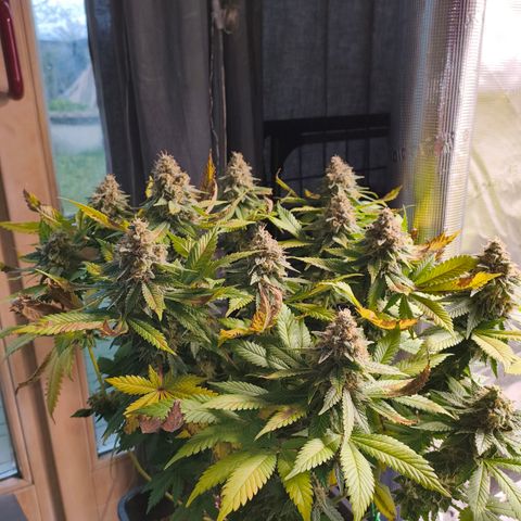Future #1 #2 growlog timeline photo