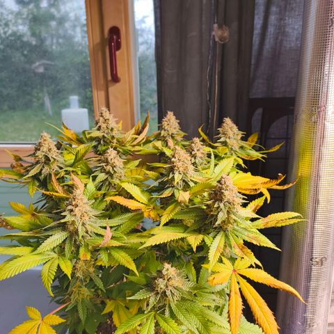 Future #1 #2 growlog timeline photo