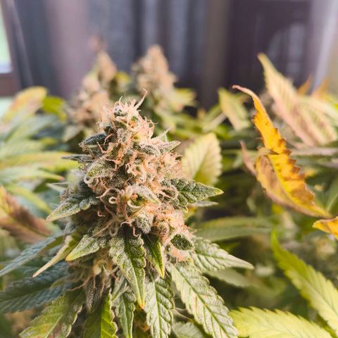 Future #1 #2 growlog timeline photo
