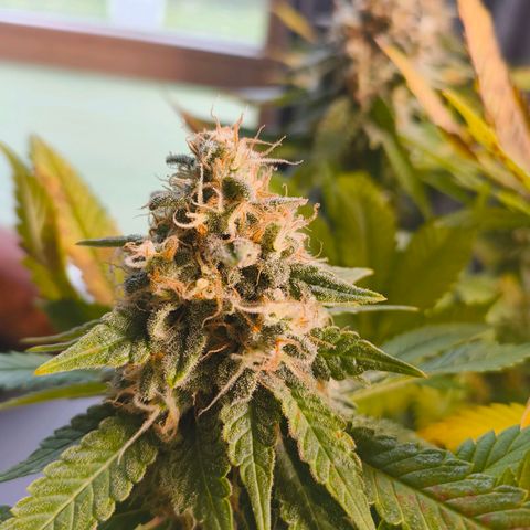 Future #1 #2 growlog timeline photo