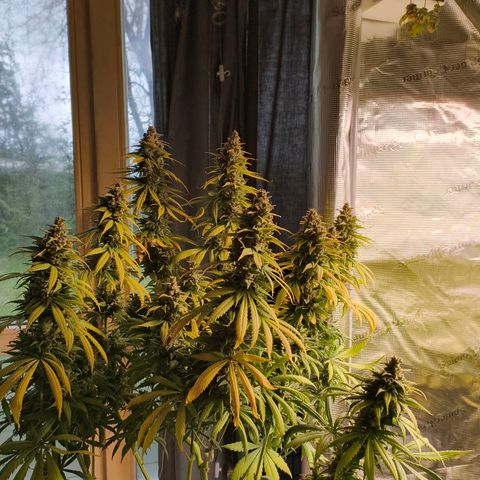 Gorilla Cookies   growlog timeline photo