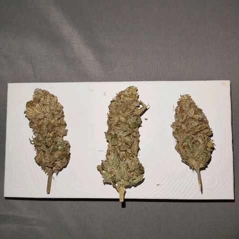 ? growlog timeline photo