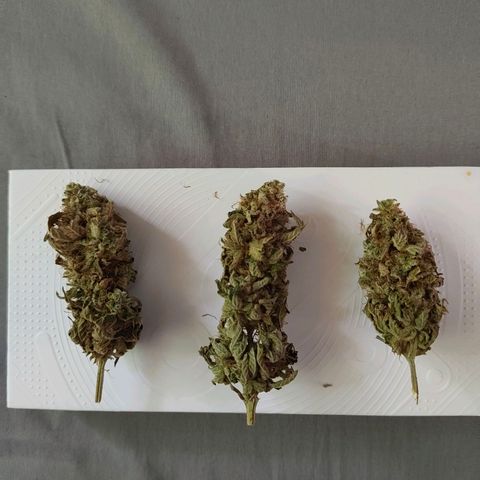 ? growlog timeline photo