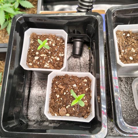 Skunk #1 growlog timeline photo