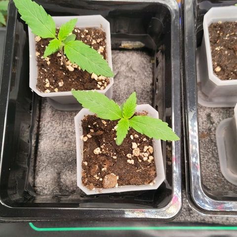 Skunk #1 growlog timeline photo