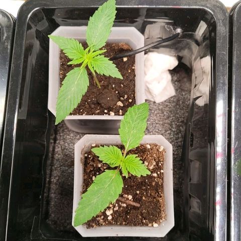 Skunk #1 growlog timeline photo