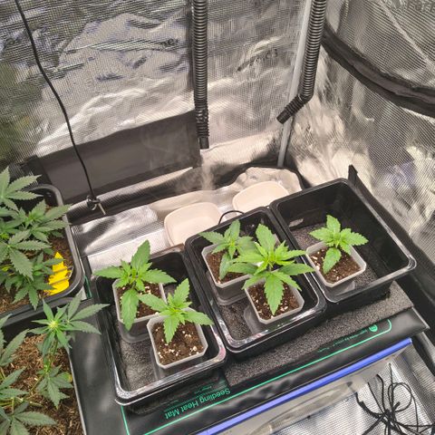 Skunk #1 growlog timeline photo