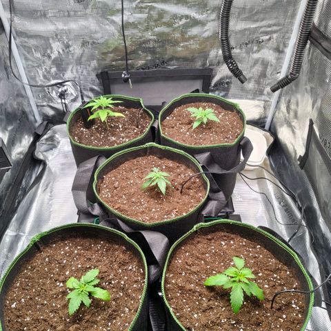 Skunk #1 growlog photo: Umgetopft 