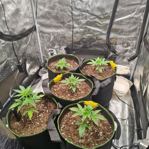 Skunk #1 growlog timeline photo