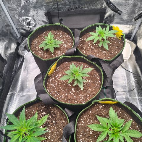 Skunk #1 growlog timeline photo
