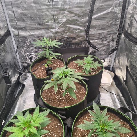 Skunk #1 growlog timeline photo