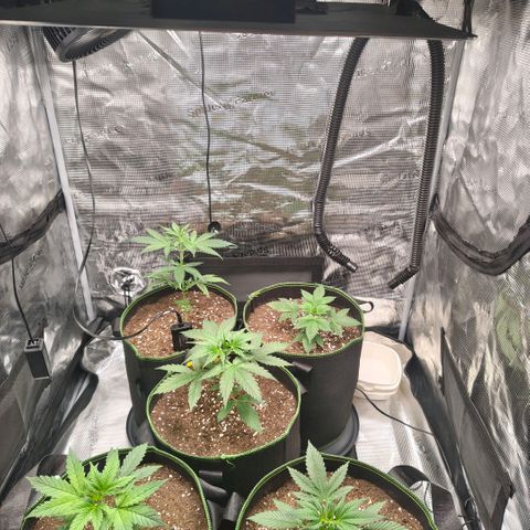 Skunk #1 growlog timeline photo