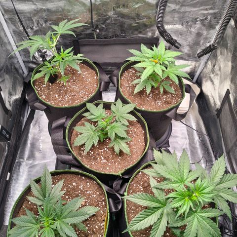 Skunk #1 growlog timeline photo