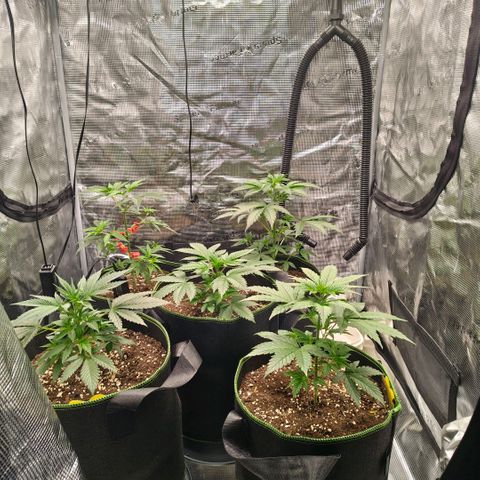 Skunk #1 growlog timeline photo