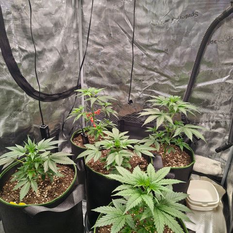 Skunk #1 growlog timeline photo