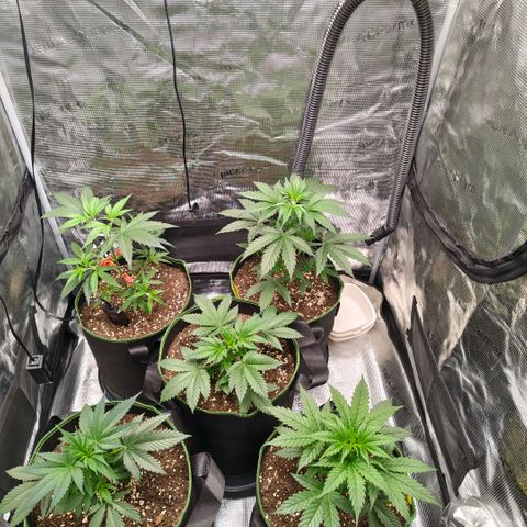 Skunk #1 growlog timeline photo