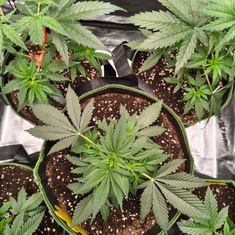 Skunk #1 growlog timeline photo