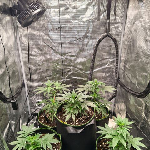Skunk #1 growlog timeline photo