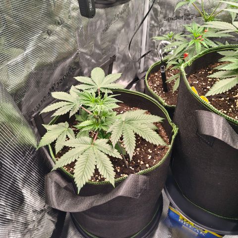 Skunk #1 growlog timeline photo