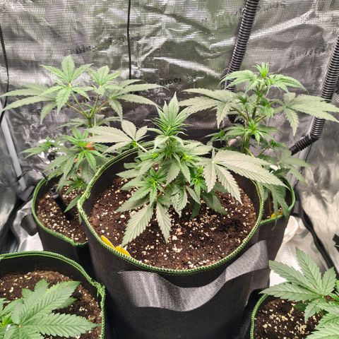 Skunk #1 growlog timeline photo