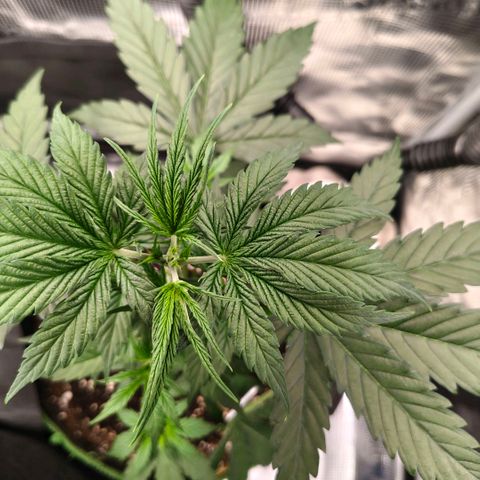 Skunk #1 growlog timeline photo