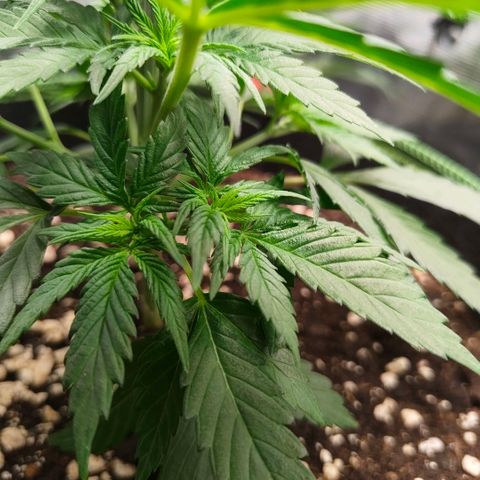 Skunk #1 growlog timeline photo