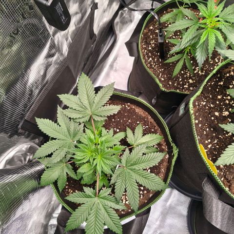 Skunk #1 growlog timeline photo